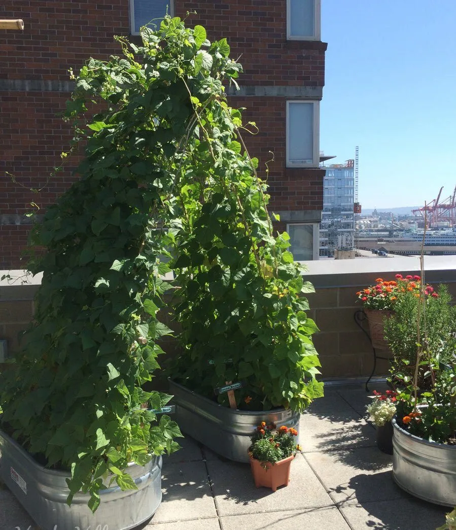 A green bean trellis archway at pike place market's community garden