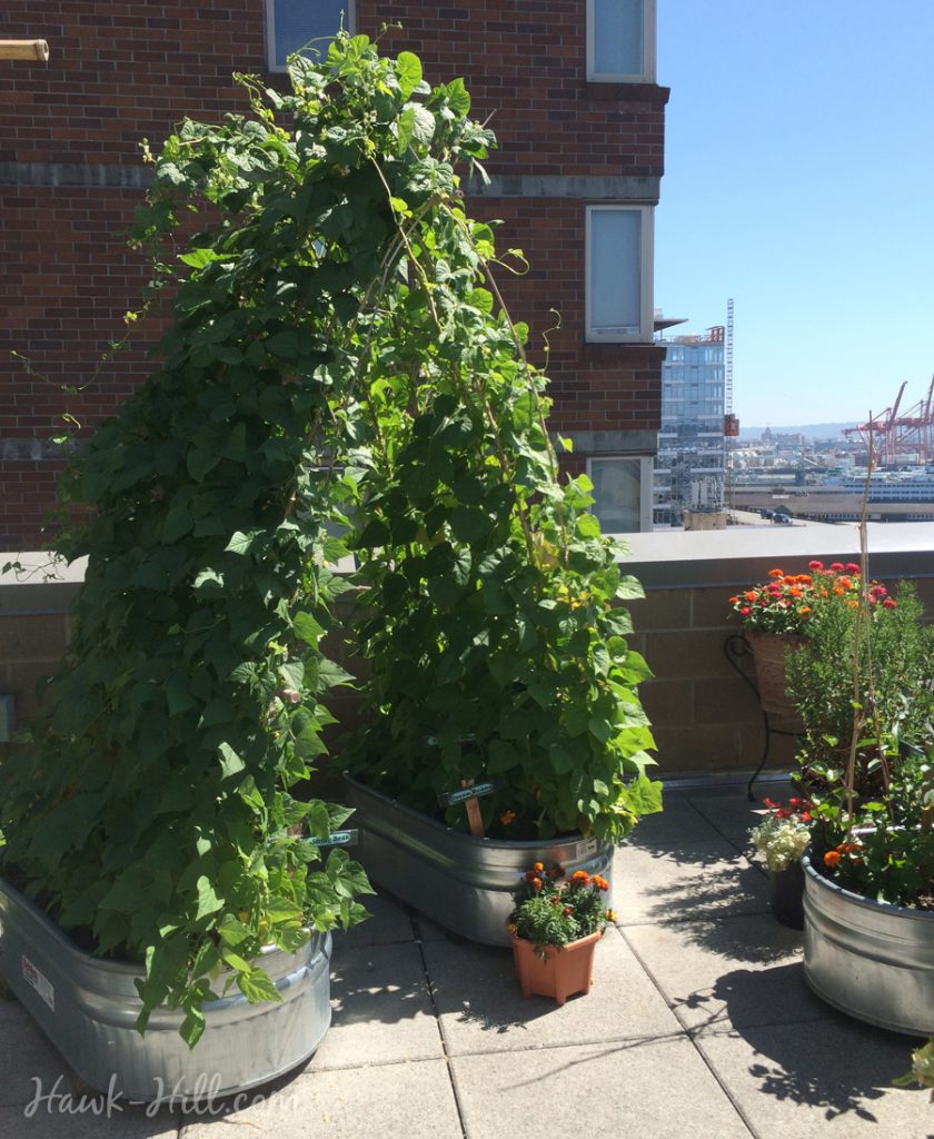 A green bean trellis archway at Pike Place Market's community garden