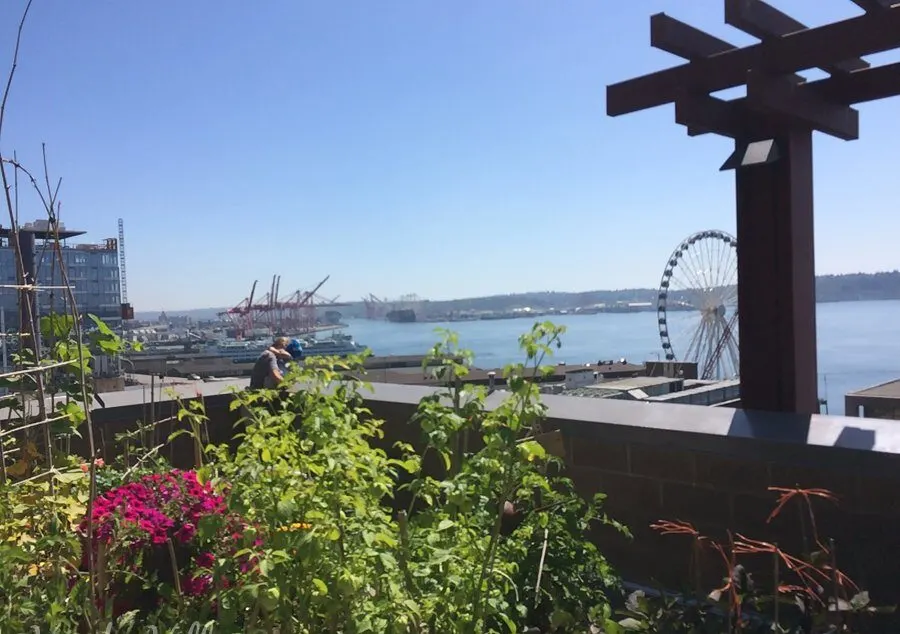 The view from pike place market's secret free rooftop garden