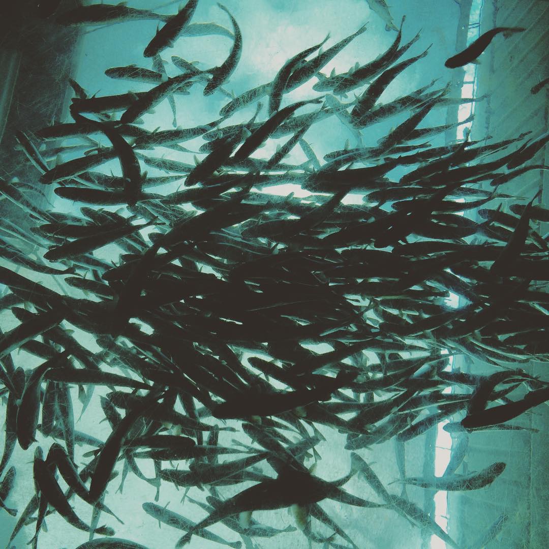 Seattle_fish