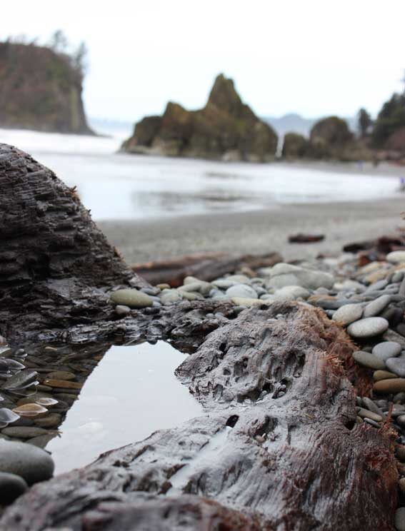 Ruby beach on the washinton coast, october