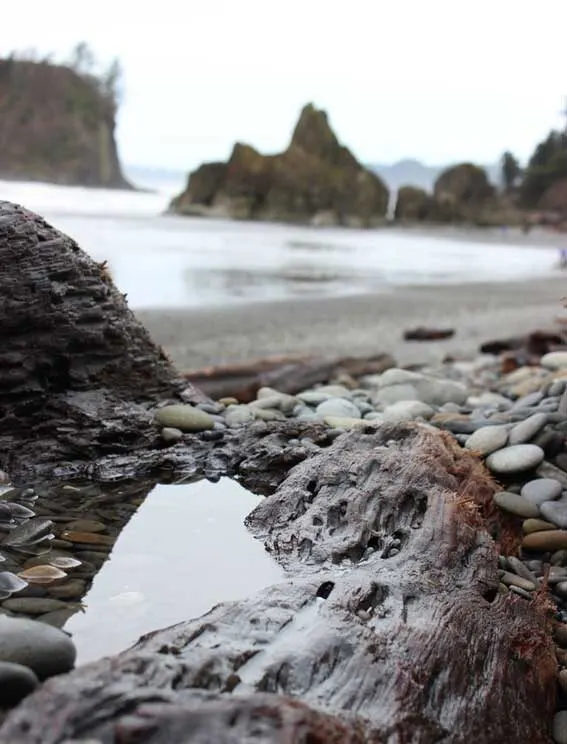 Ruby beach on the washinton coast, october