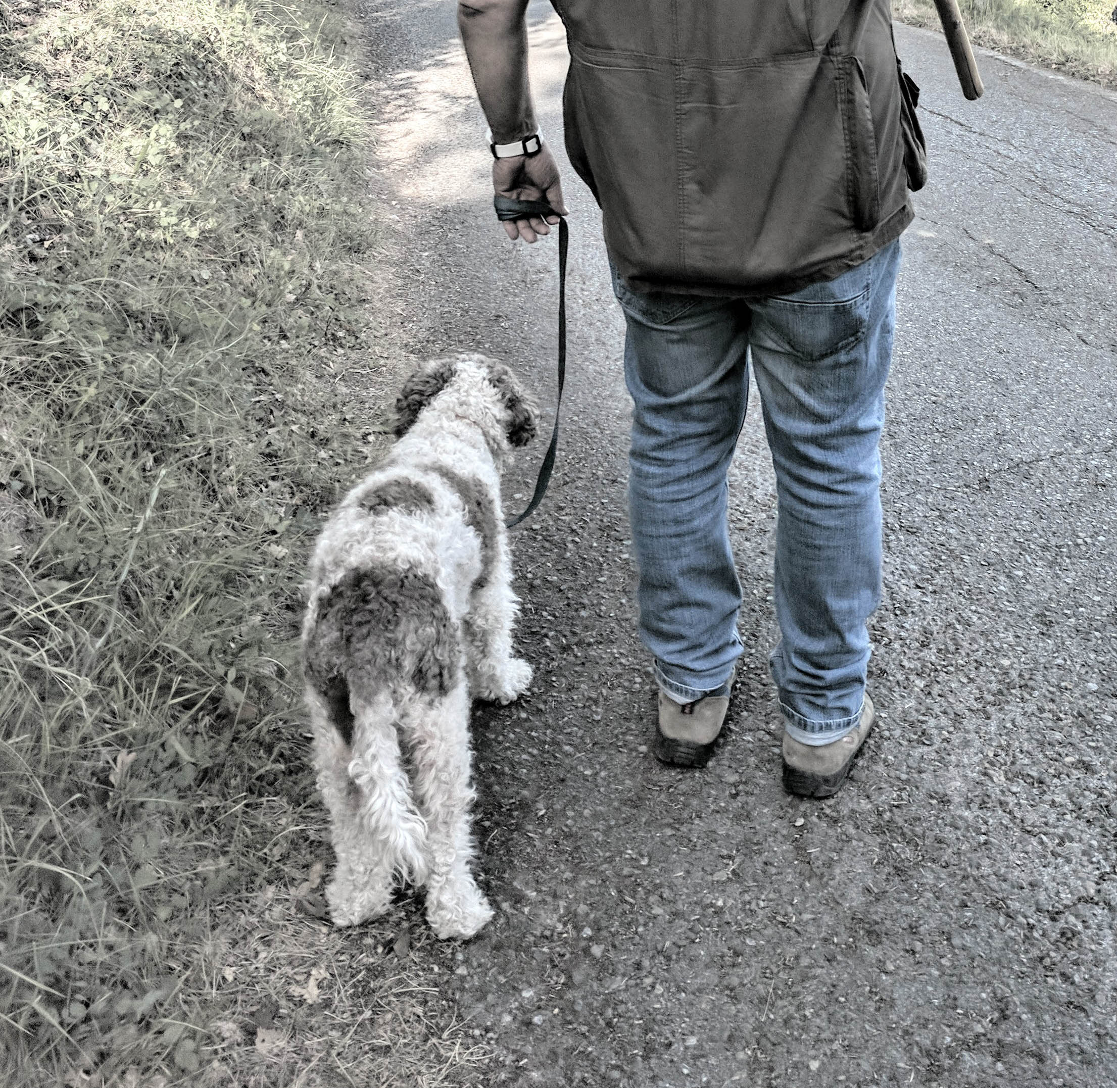 truffle hunting in florence