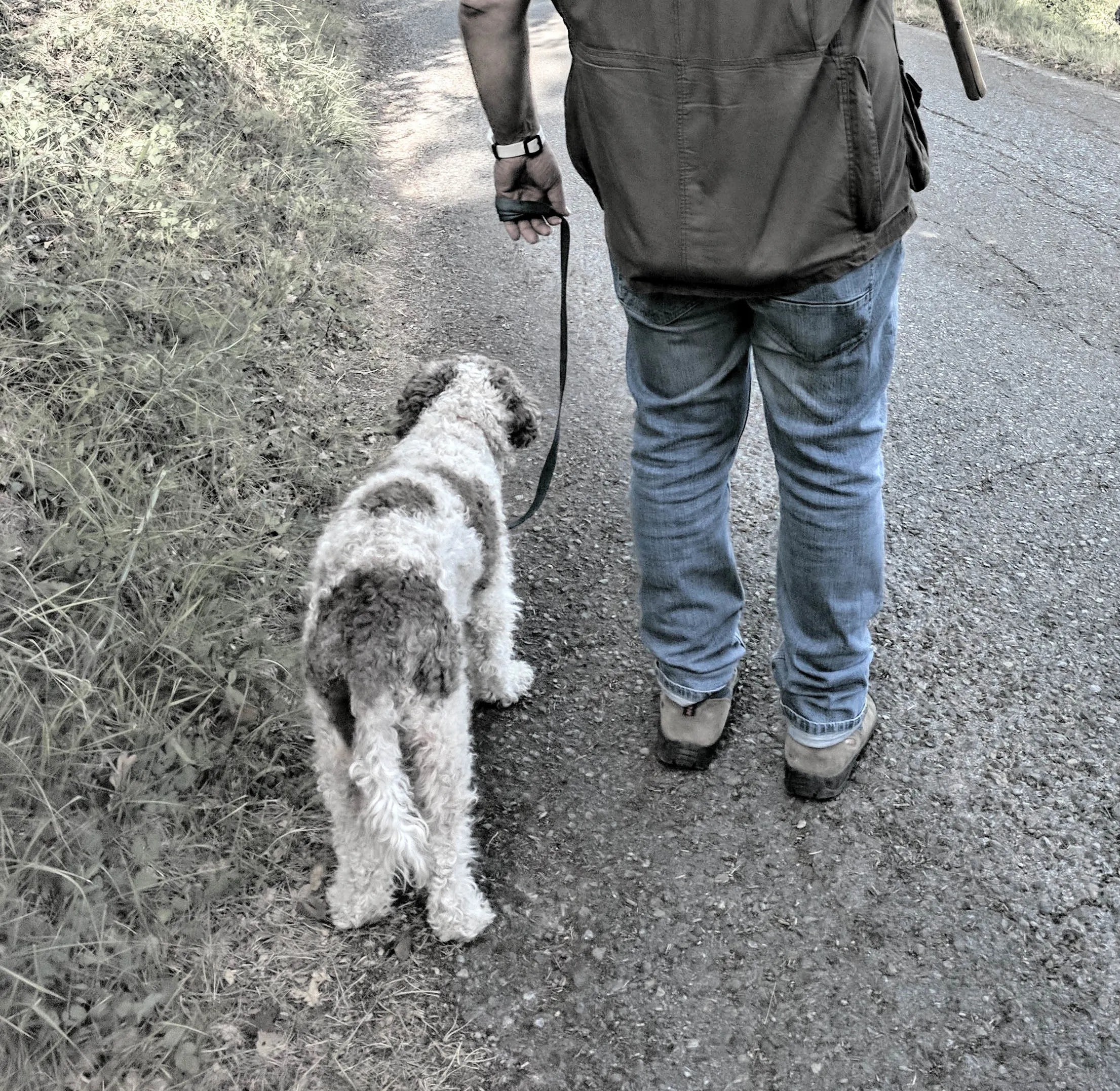 truffle hunting in florence