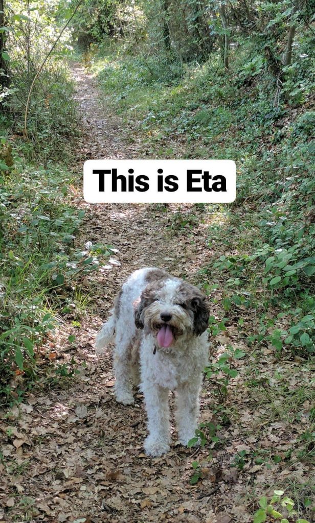 A truffle hunting dog in florence