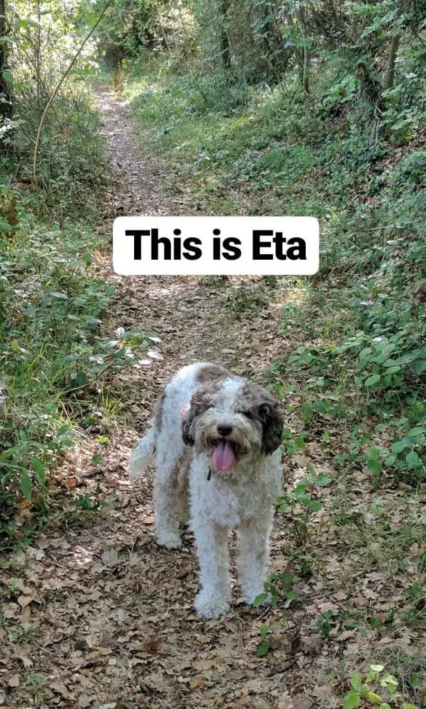 A truffle hunting dog in florence