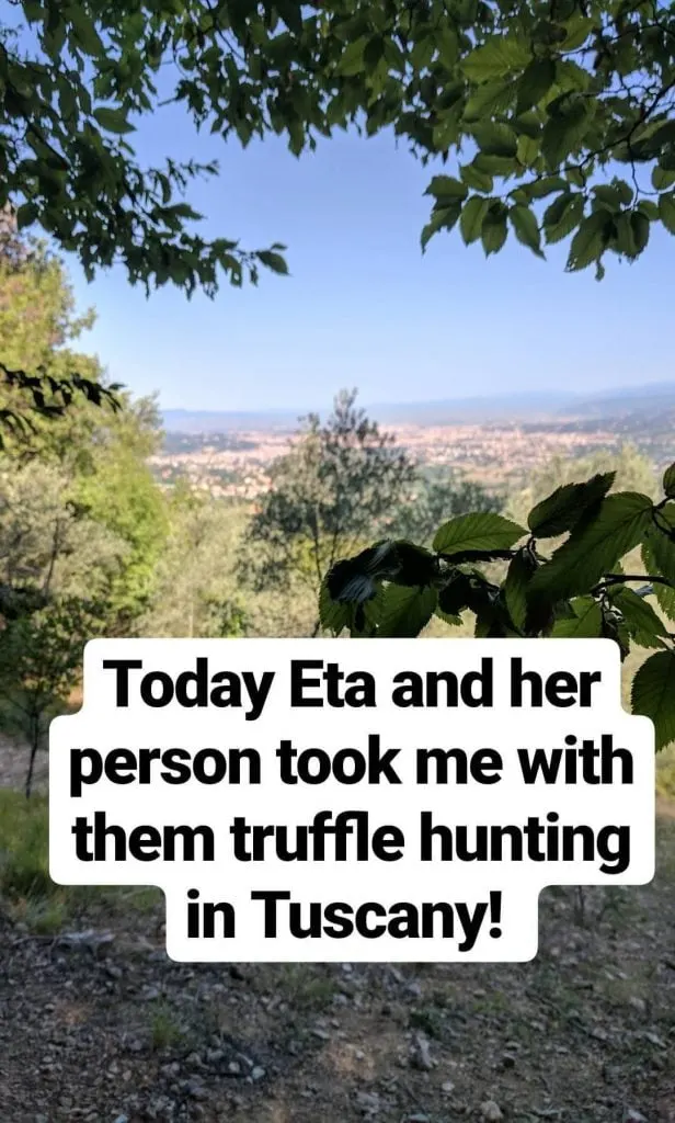 A capture of an instagram story in florence, italy.