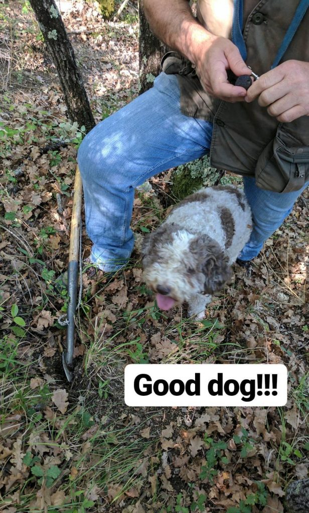 A man and dog truffle hunting in italy.