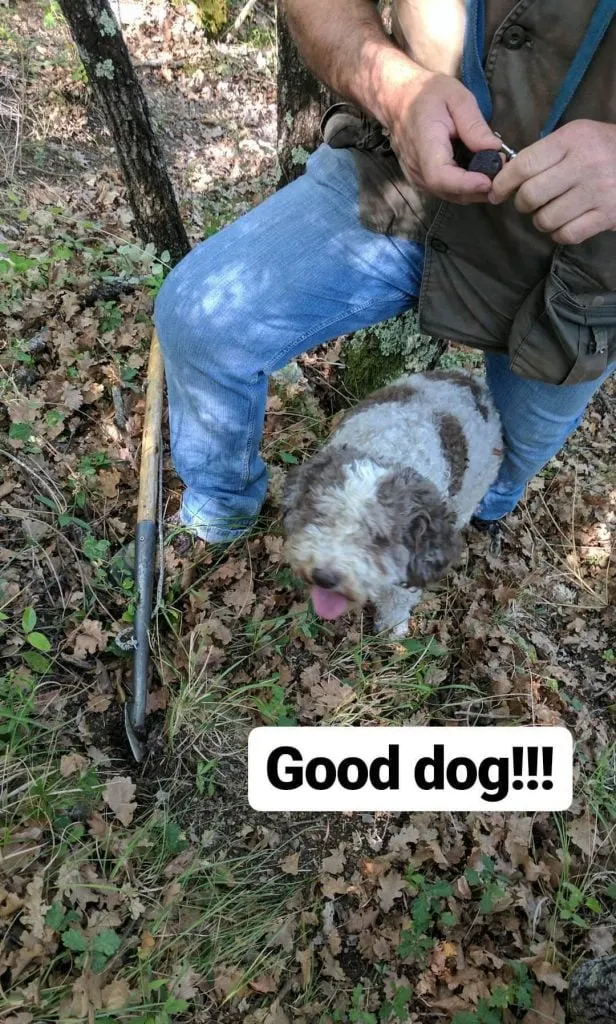 A man and dog truffle hunting in italy.