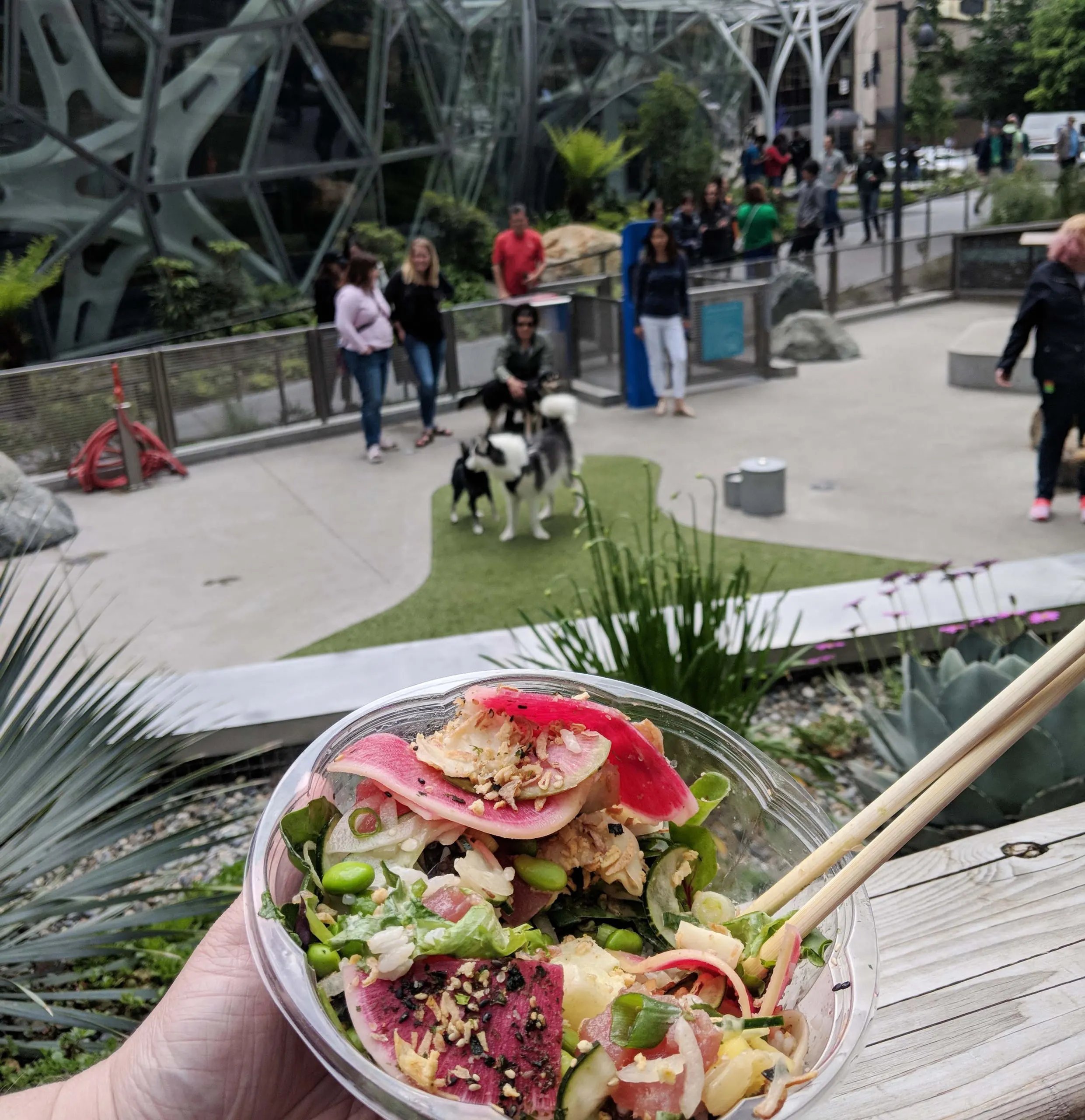 A poke salad held with the amazon sphere dog park in the background