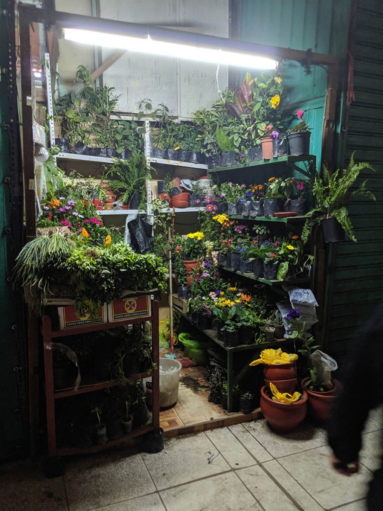 One of my favorite market stalls ever – a plant lover's haven