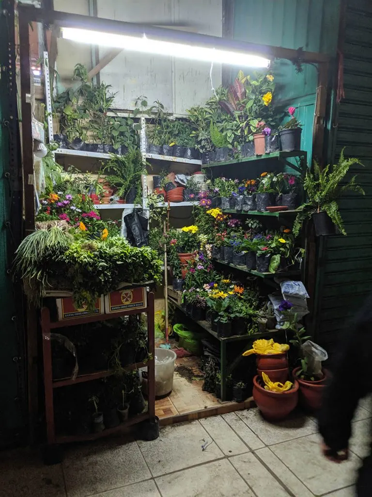 One of my favorite market stalls ever – a plant lover's haven