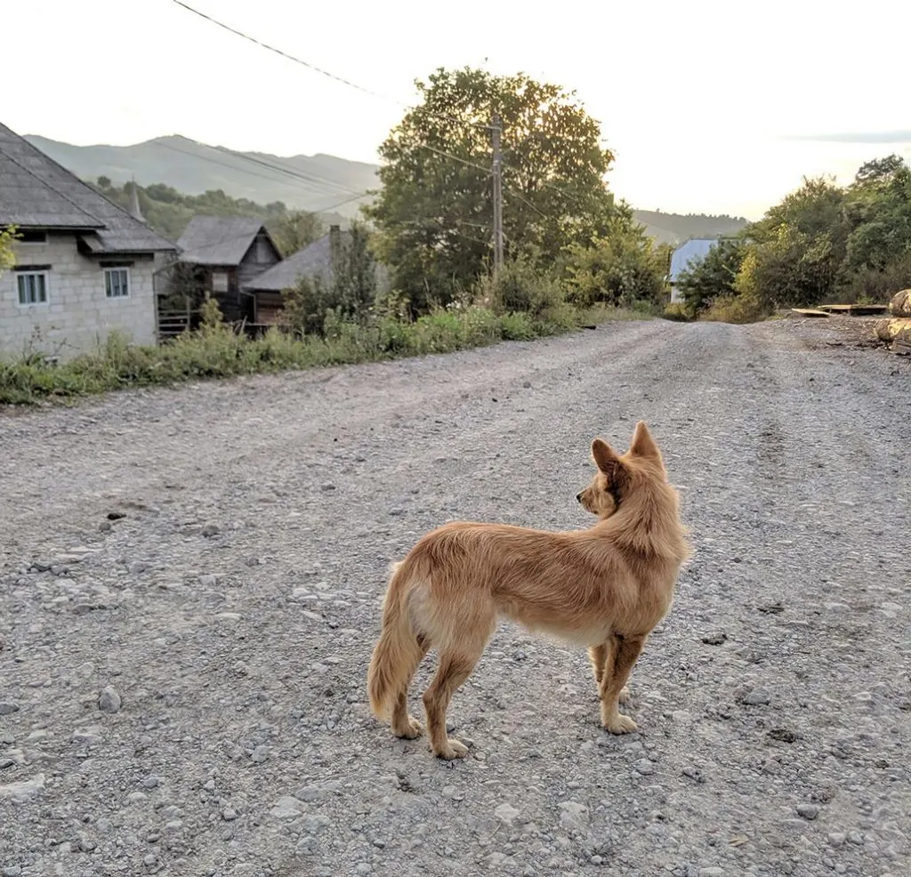 The welcoming committee at the sacel, romania train station