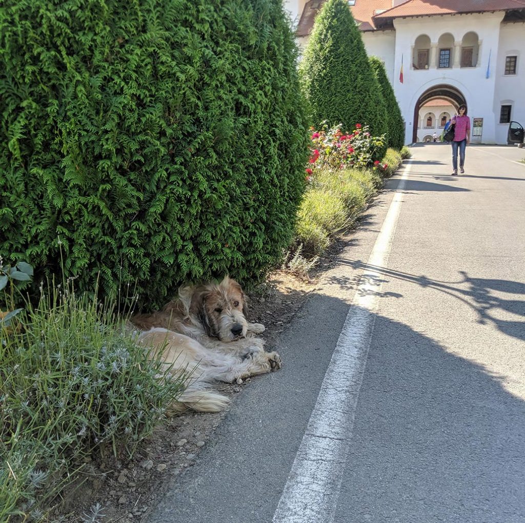 A dog rests under a bush in monastery landscaping.