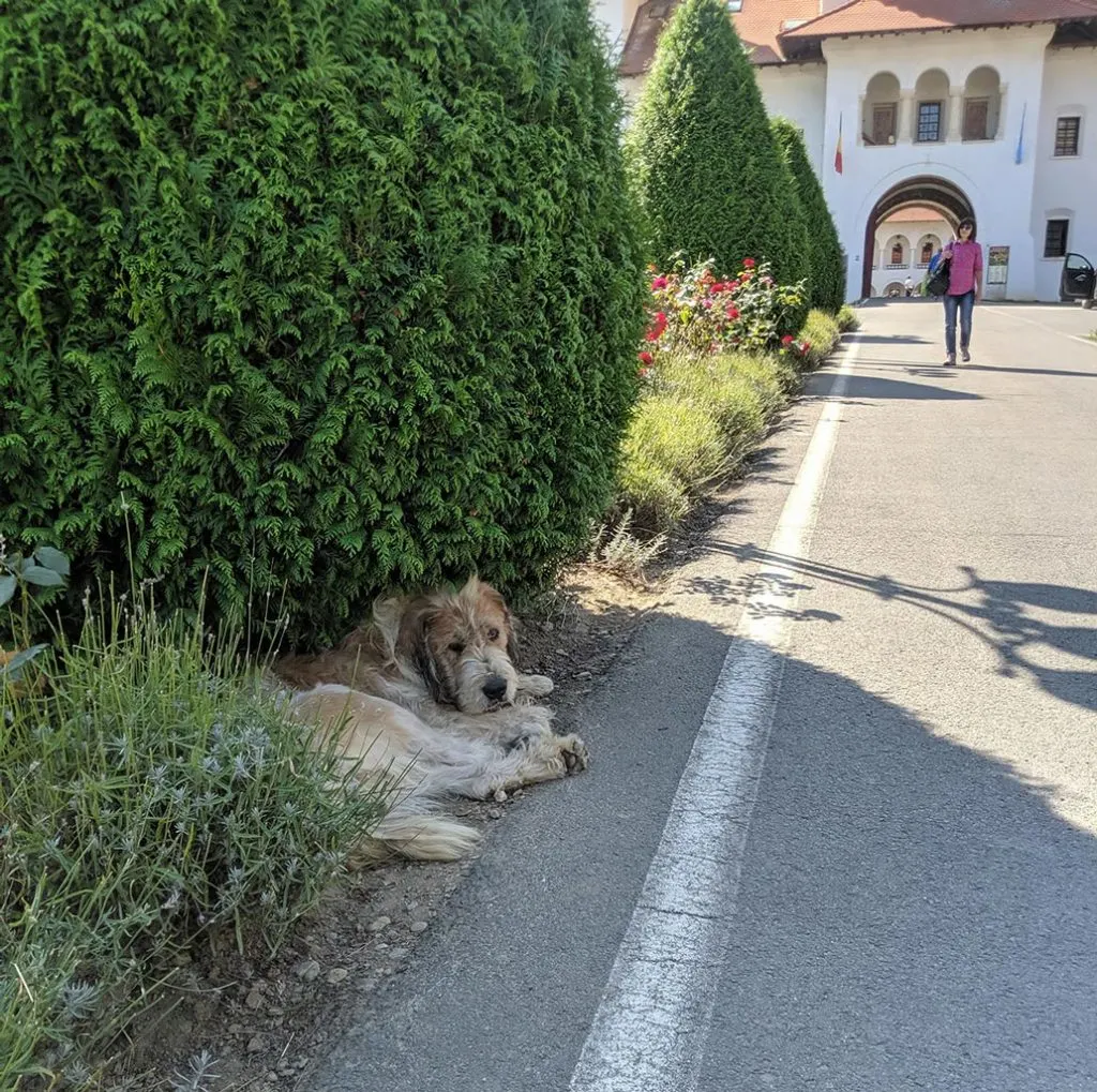A dog rests under a bush in monastery landscaping.
