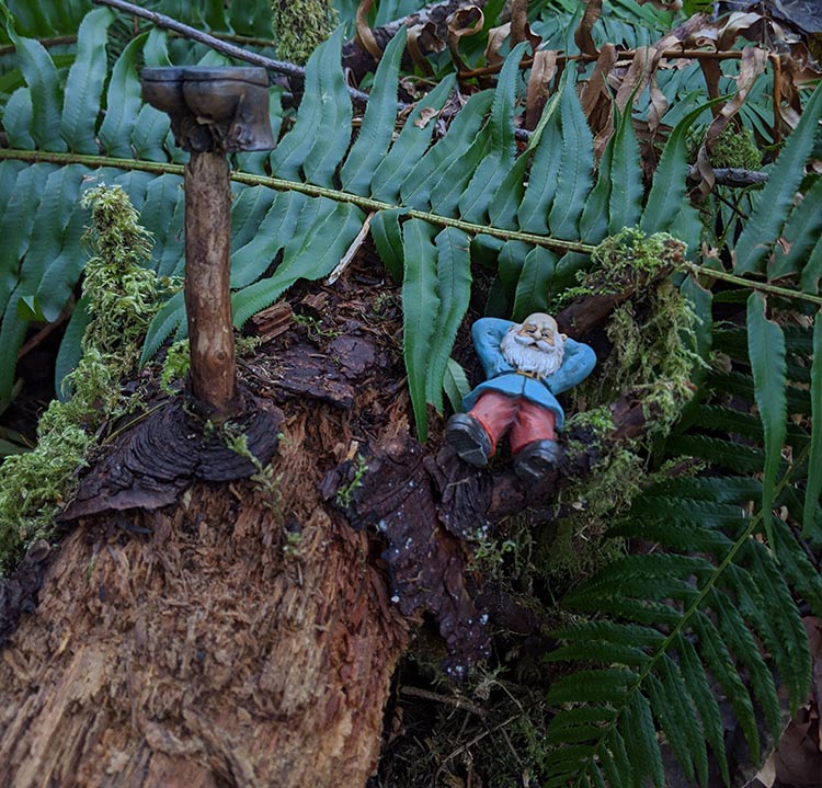 Visting the pnw hiking trail where gnomes roam about freely