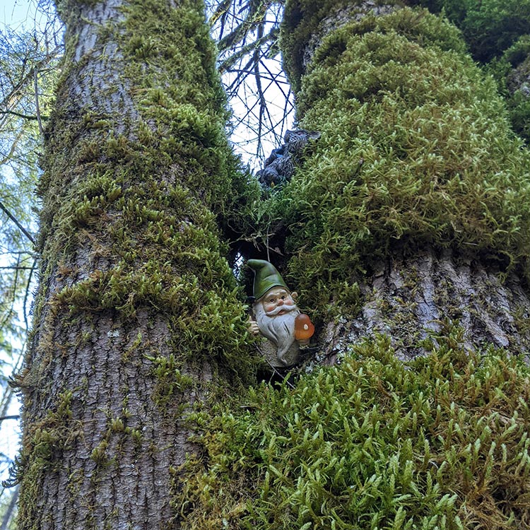 Visting the pnw hiking trail where gnomes rule the woods
