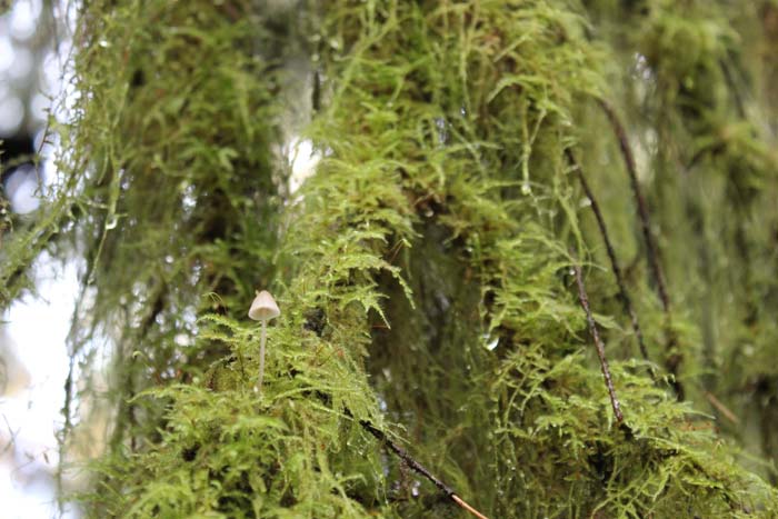 Mushrooms growing in the temperate rain forest of olympic national park