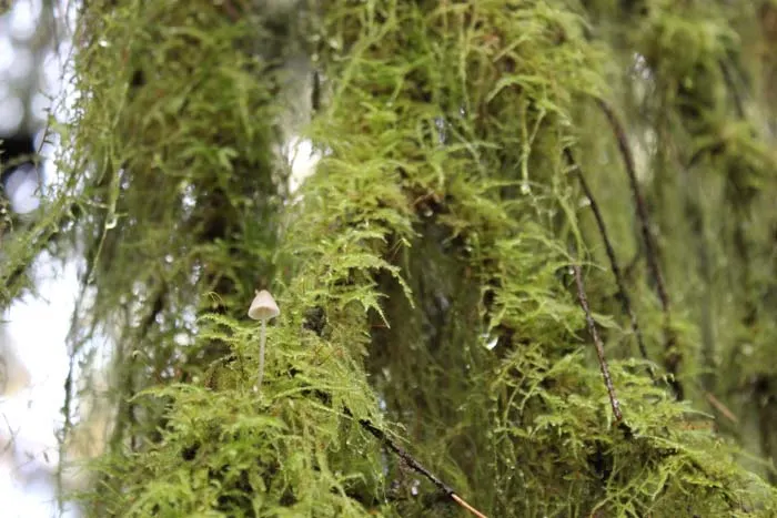 Mushrooms growing in the temperate rain forest of olympic national park
