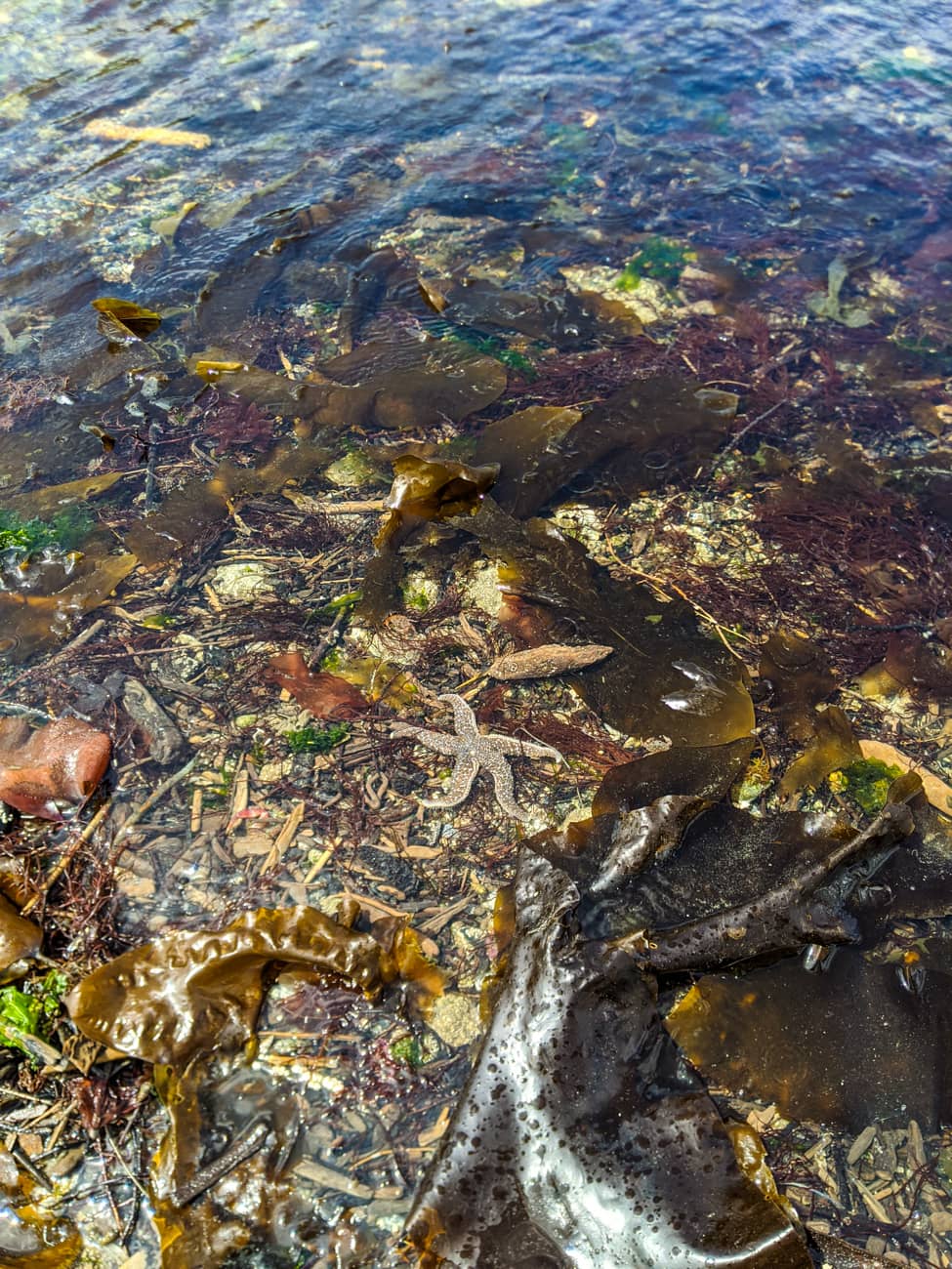 The hood canals waters are vibrant and filled with aquatic life