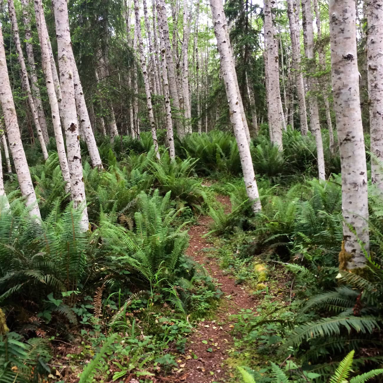 Hiking trails near the hood canal stay snow free all winter, thanks to the low elevation