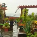 Pike place market's secret rooftop garden: how to find this secluded urban oasis during your visit.