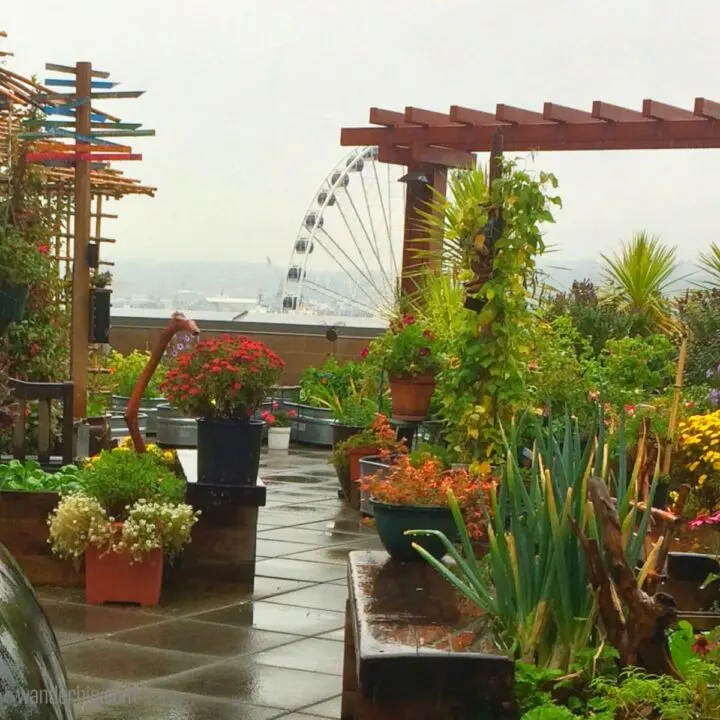 Pike Place Market's secret rooftop garden: how to find this secluded urban oasis during your visit.