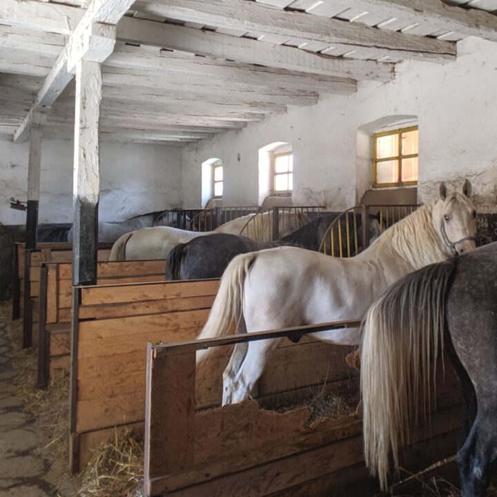 visiting the romanian national stud farm