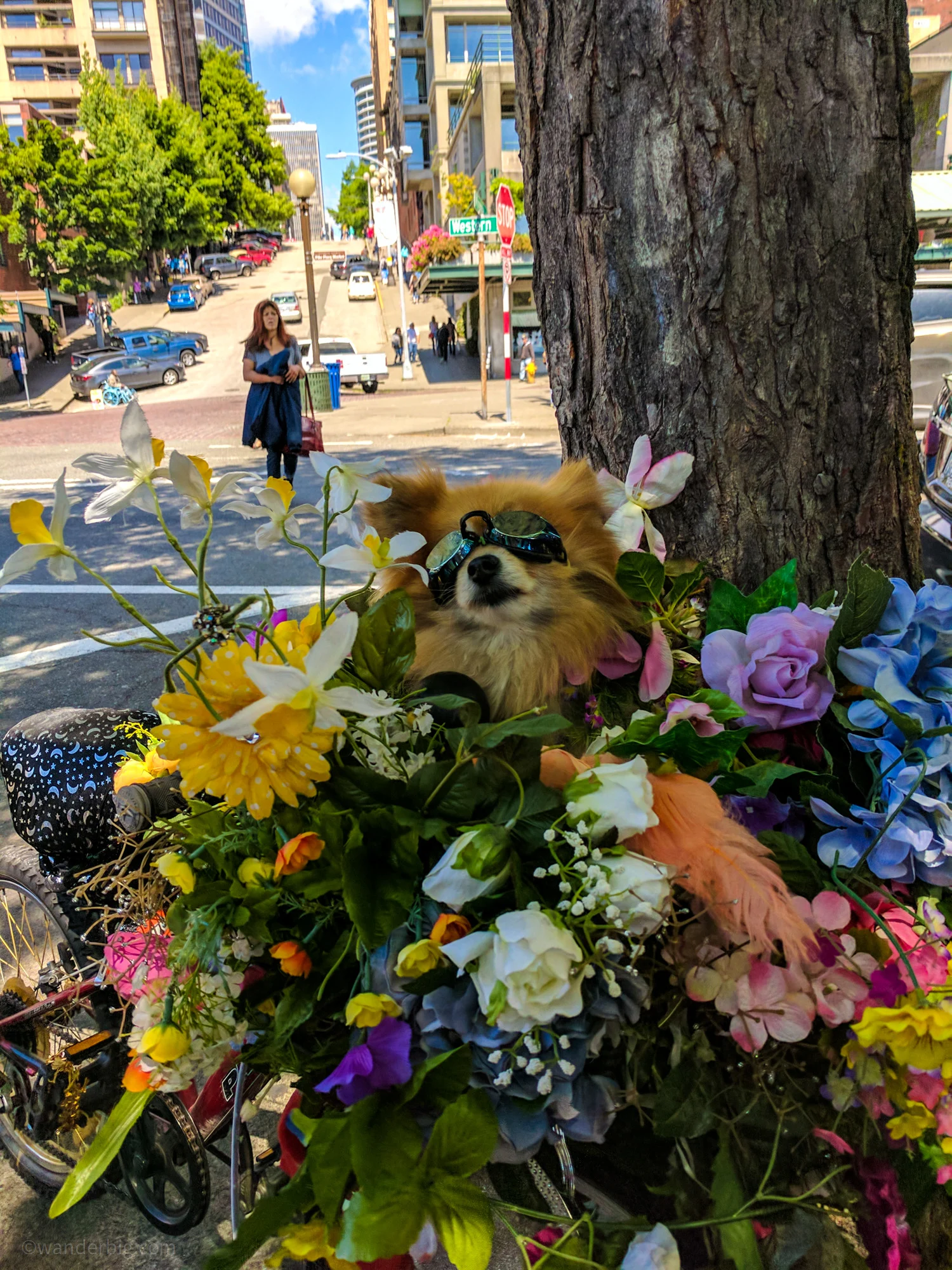 This pomeranian is a local legend in seattle and may have been the inspiration for the mural above.