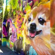 Murals in seattle – a map of street art between pike place & olympic sculpture park