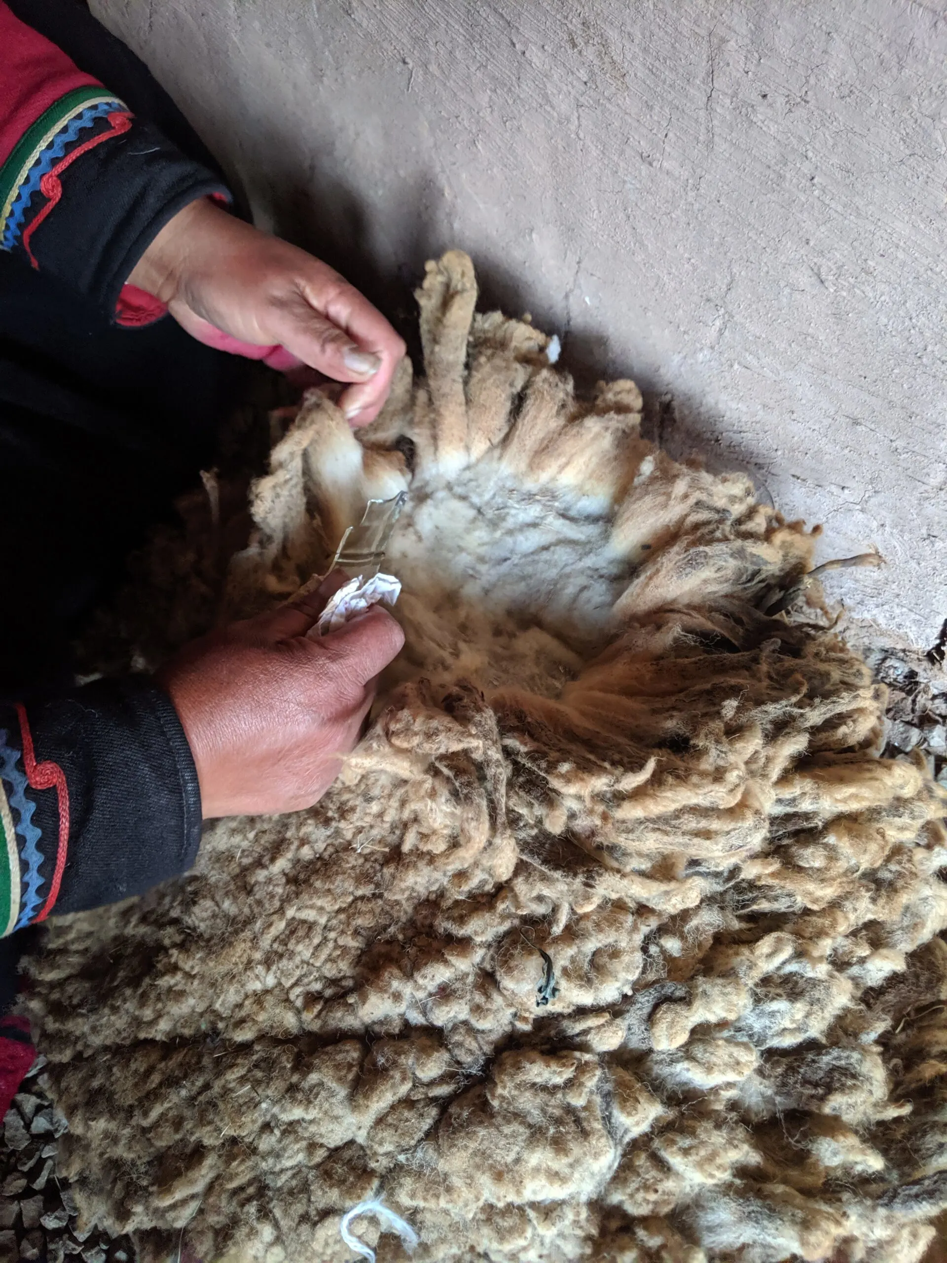 A woman demonstrates the process of shearing and alpaca.