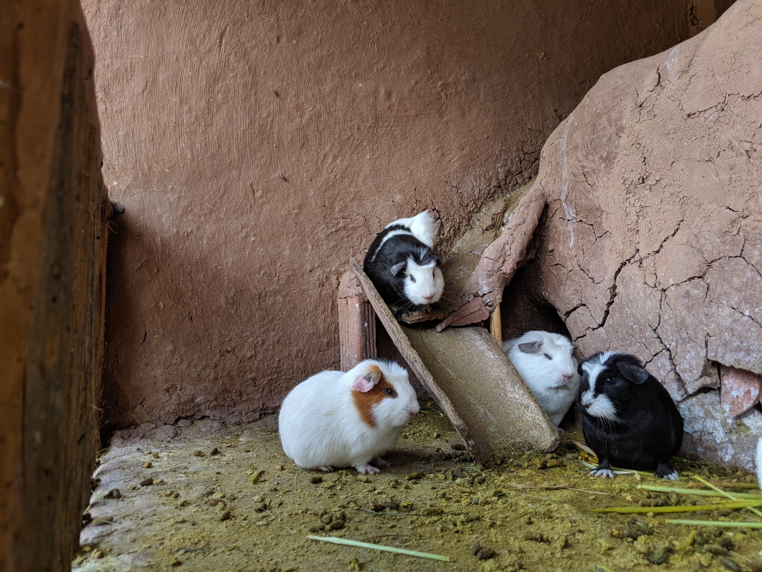 Guinea pigs on display in an enclosure in peru.
