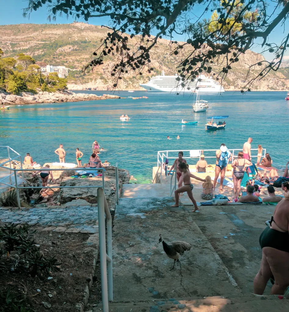 Tourists and locals swimming and resting on the rocks and docks of lokrum island, with a cruise ship in the background and a peacock in the foreground.