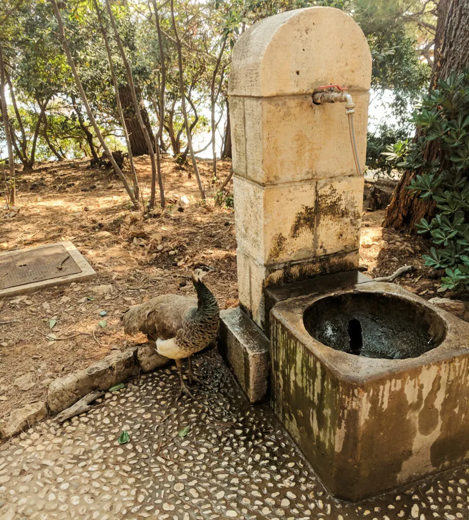 A peacock drinks from a fountain on lokrum island and croatia.