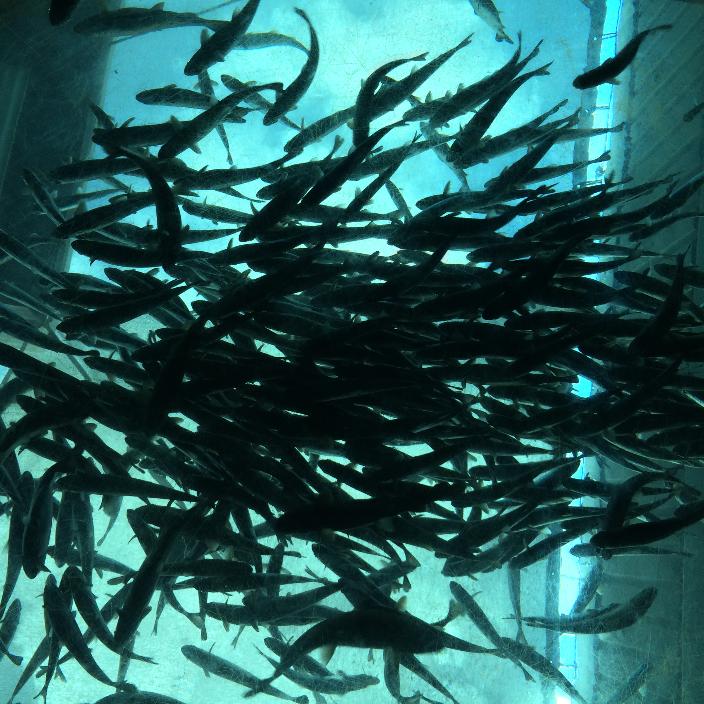 A school of fish swimming as seen from underneath at the seattle aquarium.