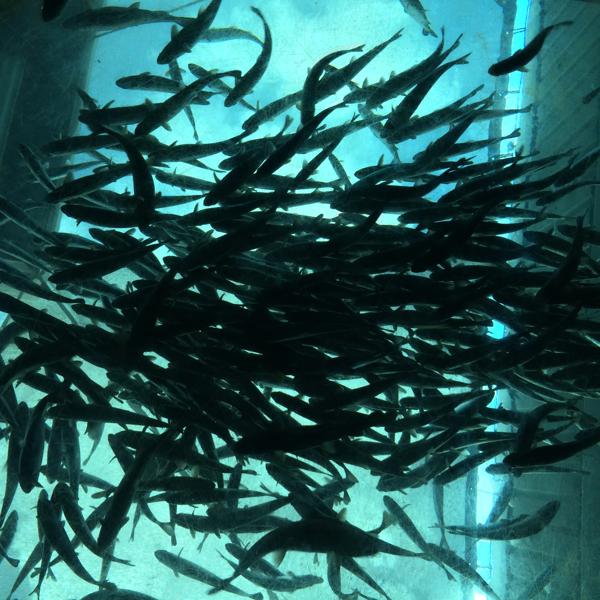 A school of fish swimming as seen from underneath at the seattle aquarium.