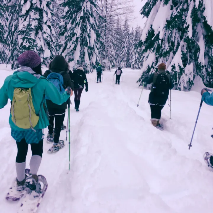 Snowshoers hiking into the woods just outside of Seattle Washington.