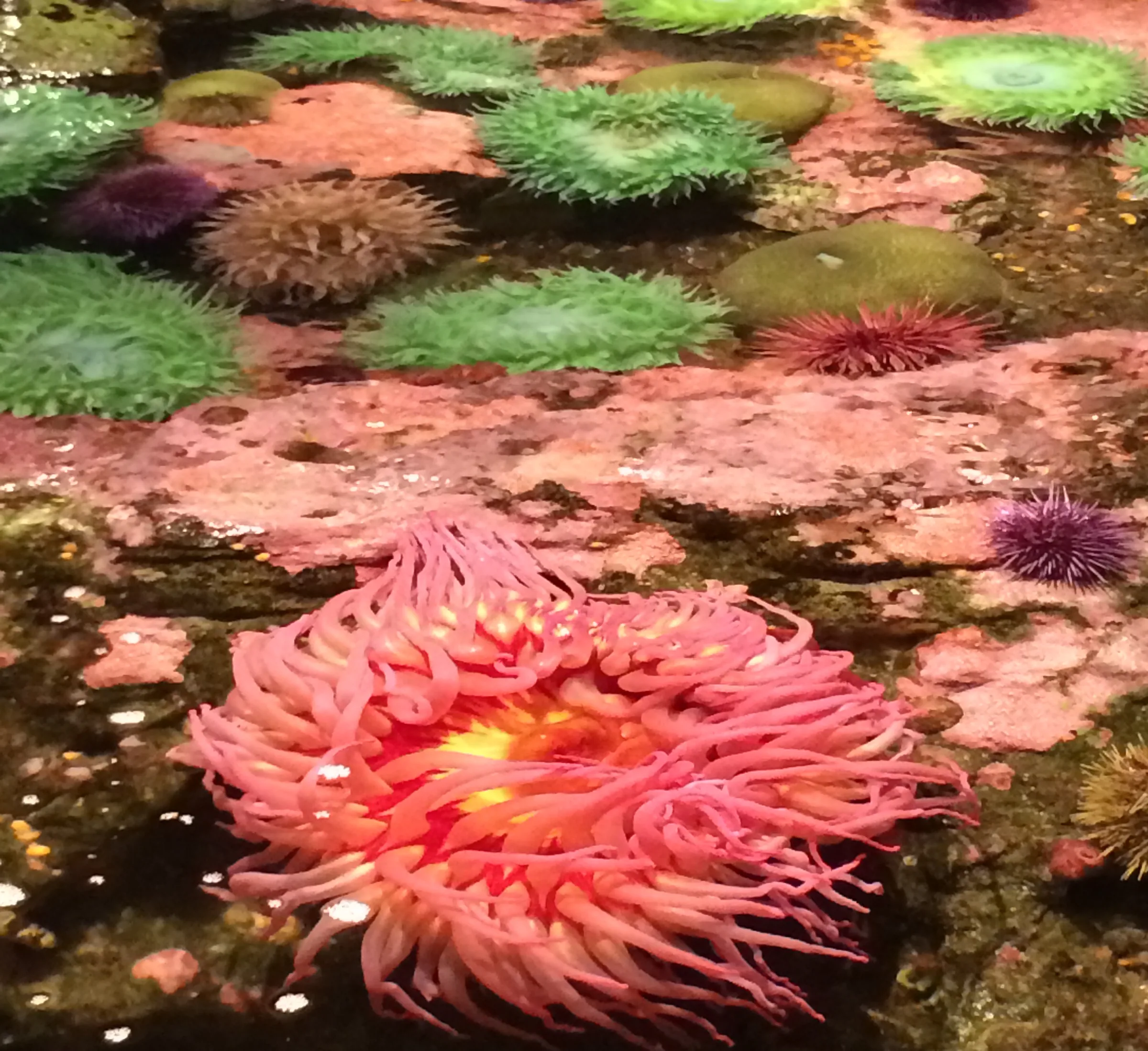 Anemones in a shallow tide pool