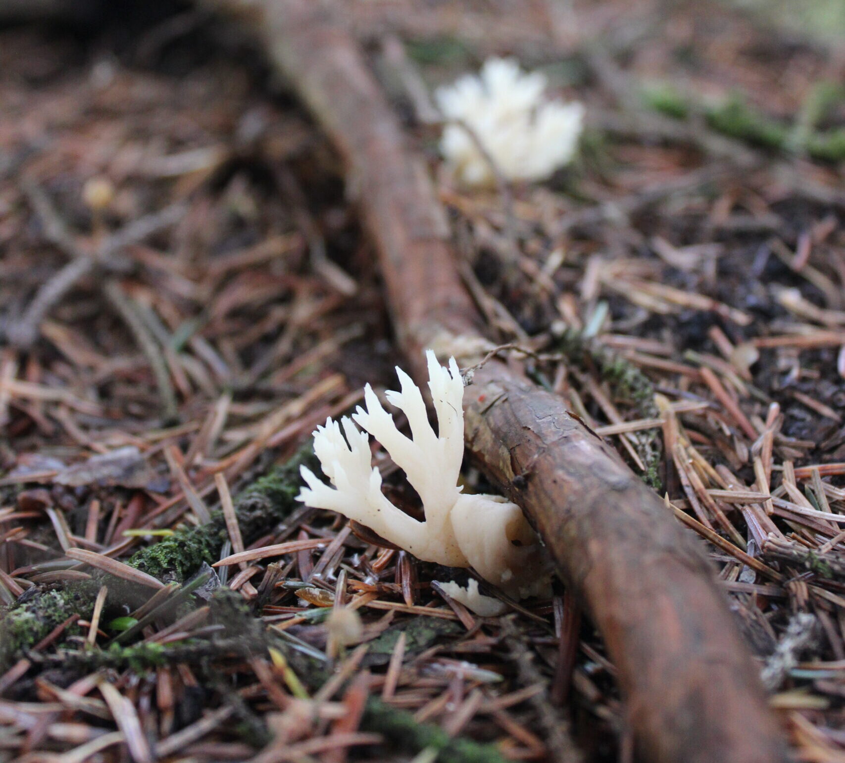 A tiny mushroom growing on the forest floor.
