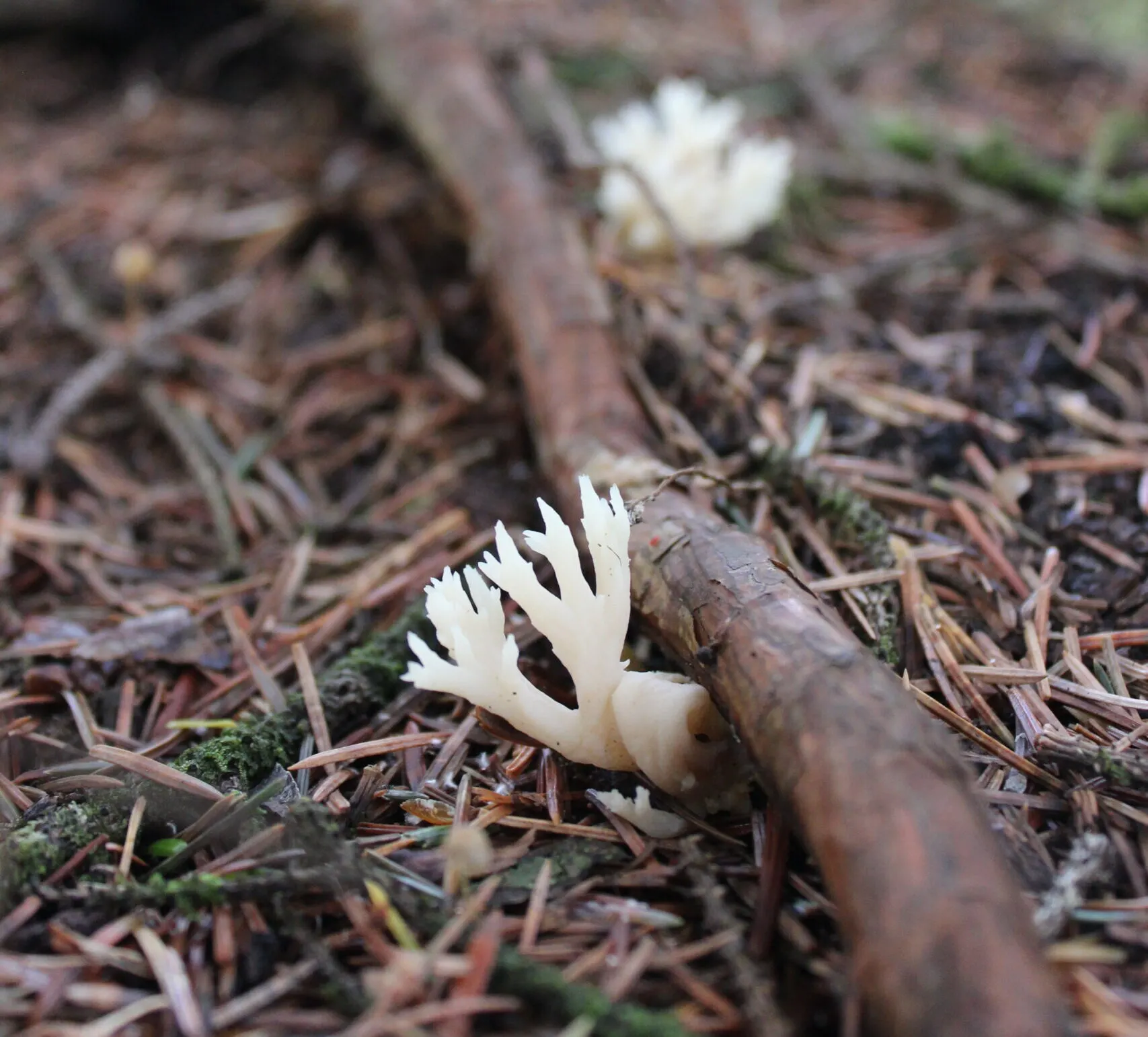 A tiny mushroom growing on the forest floor.