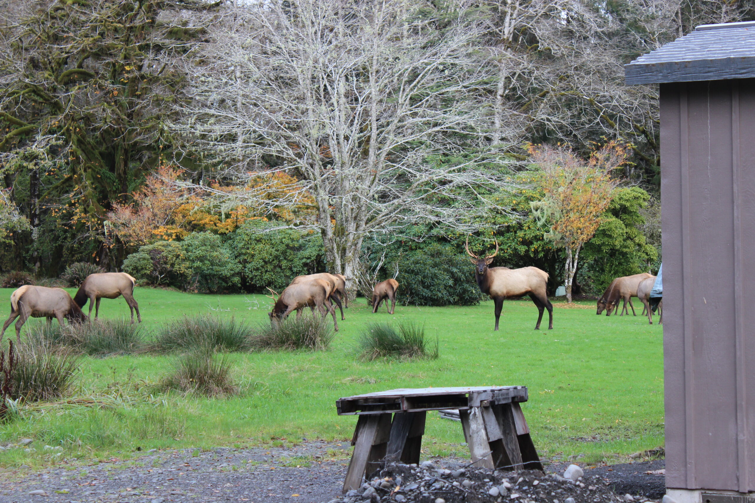 Elk graze in a green lawn near trees with autumn leaves.