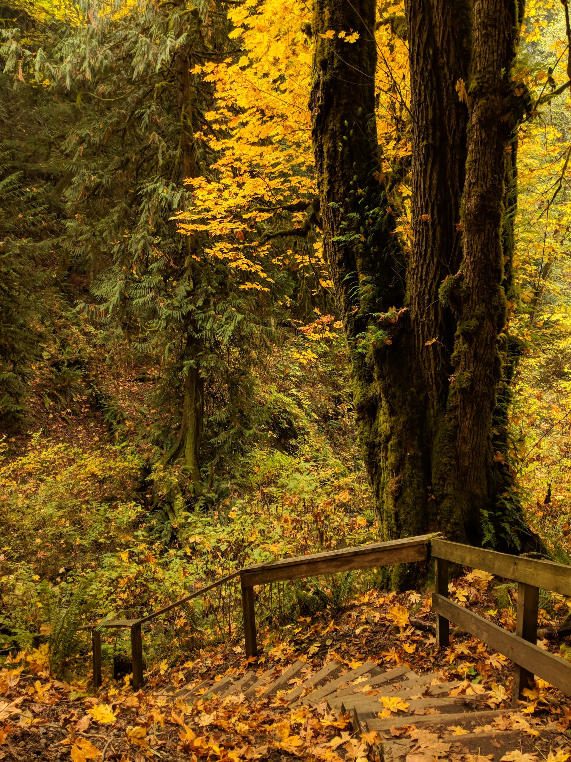 Autumn light on a forest staircase in a state park in washington.