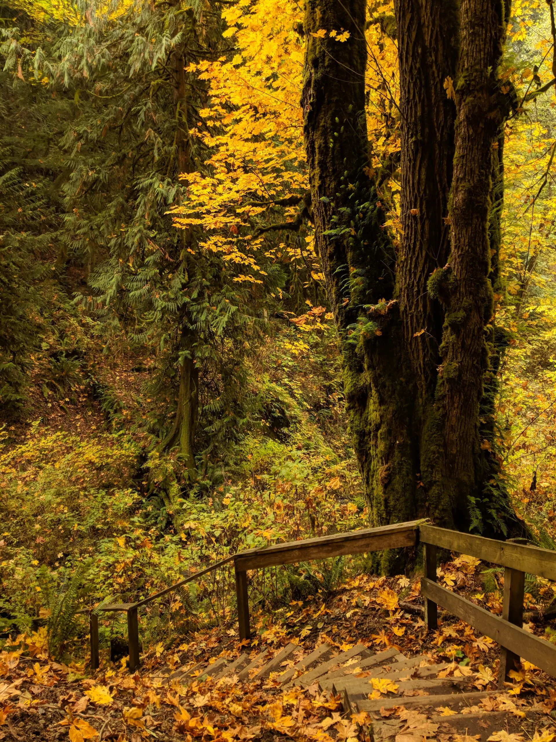 Autumn light on a forest staircase in a state park in washington.