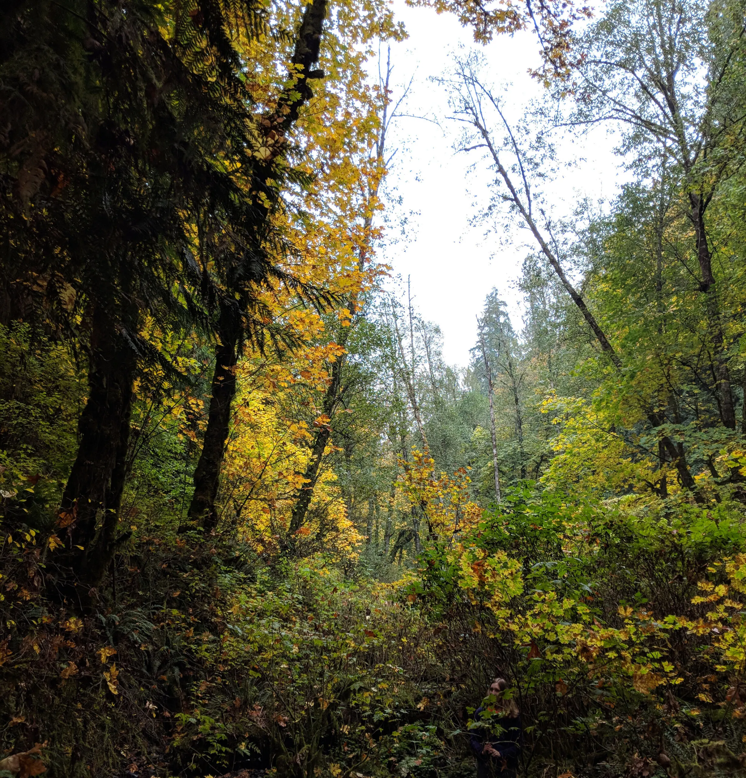 Autumn leaves in a forest in washington state.
