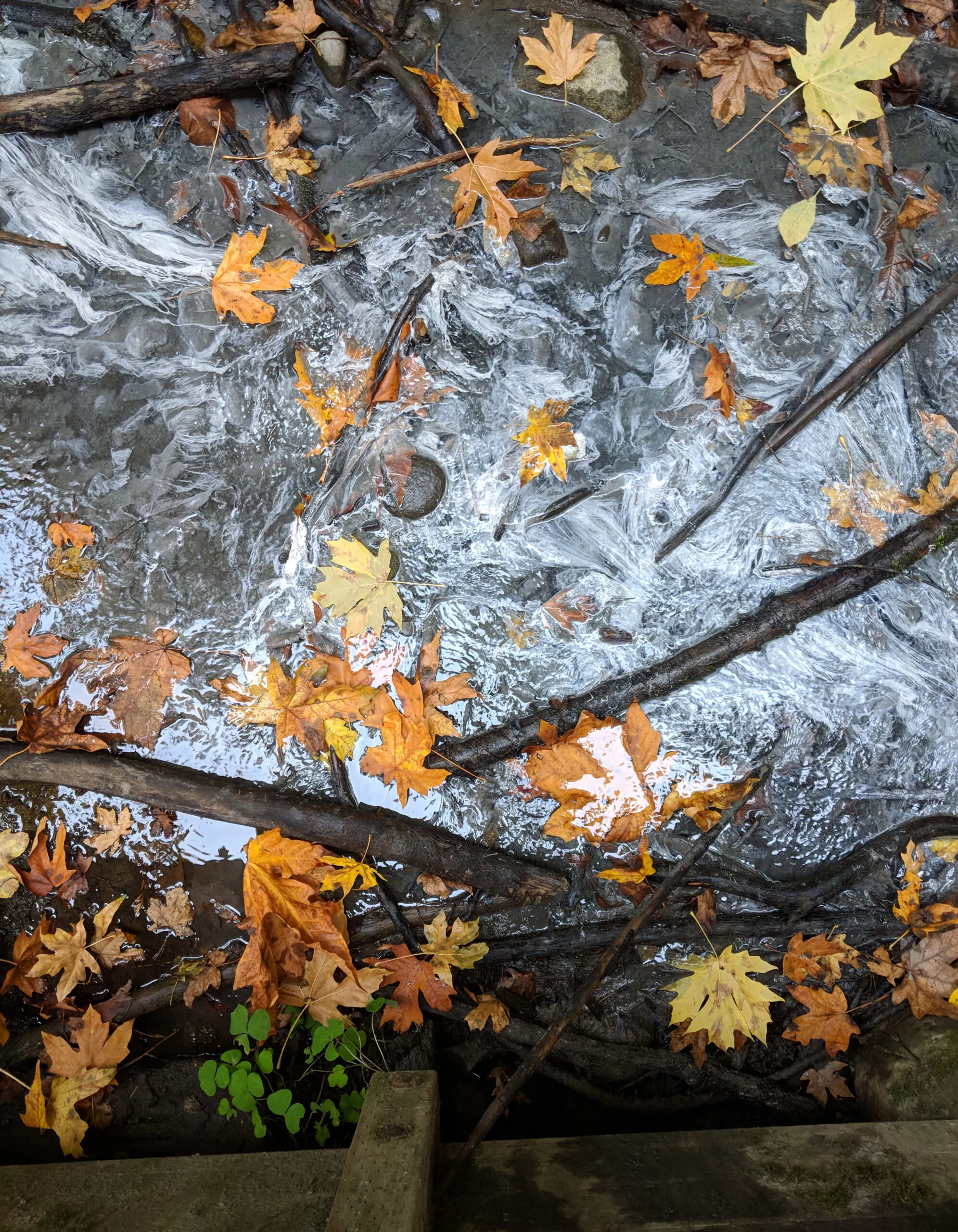 Water rushing under a bridge at the state park in washington with autumn leaves in the rapids.