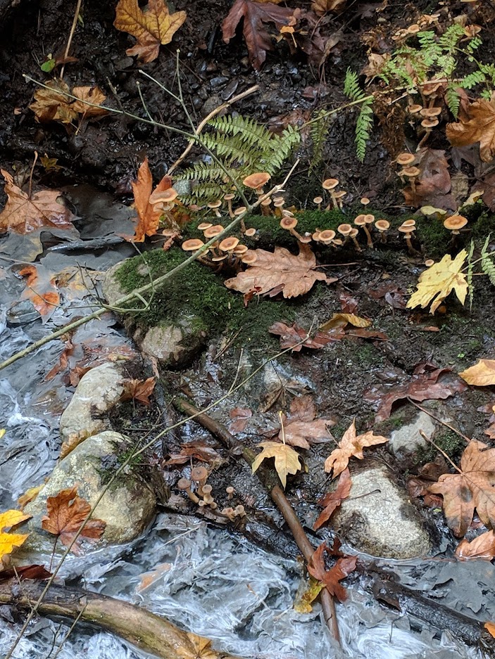 Filaments in the water around the geyser, with mushrooms growing on the bank nearby.