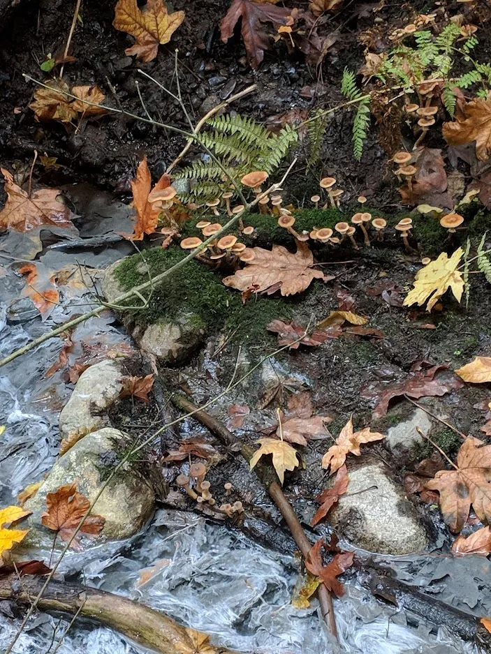 Filaments in the water around the geyser, with mushrooms growing on the bank nearby.