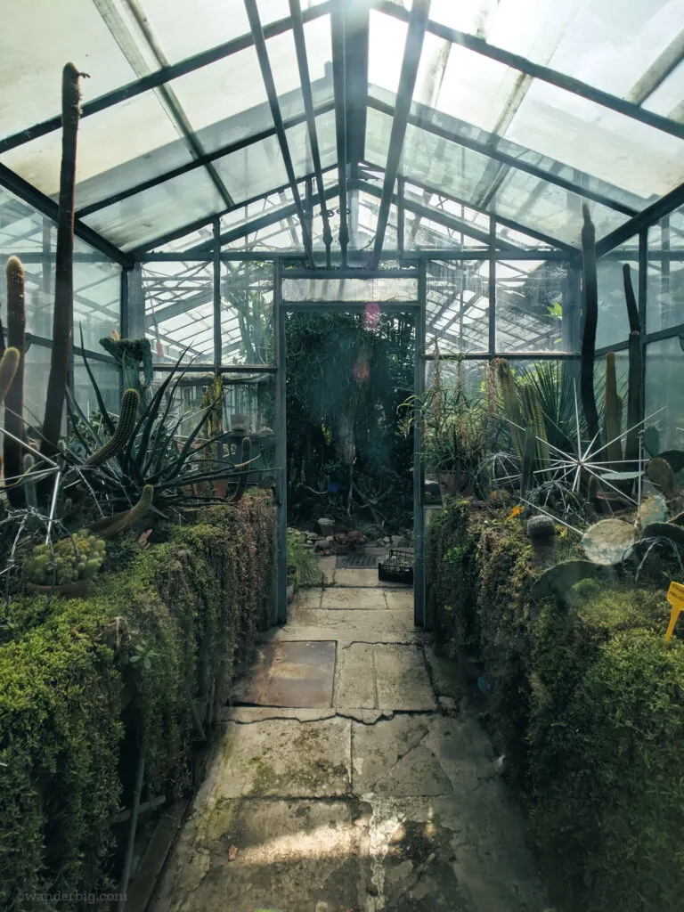 Cactus growing in a greenhouse in growing in cluj-napoca.