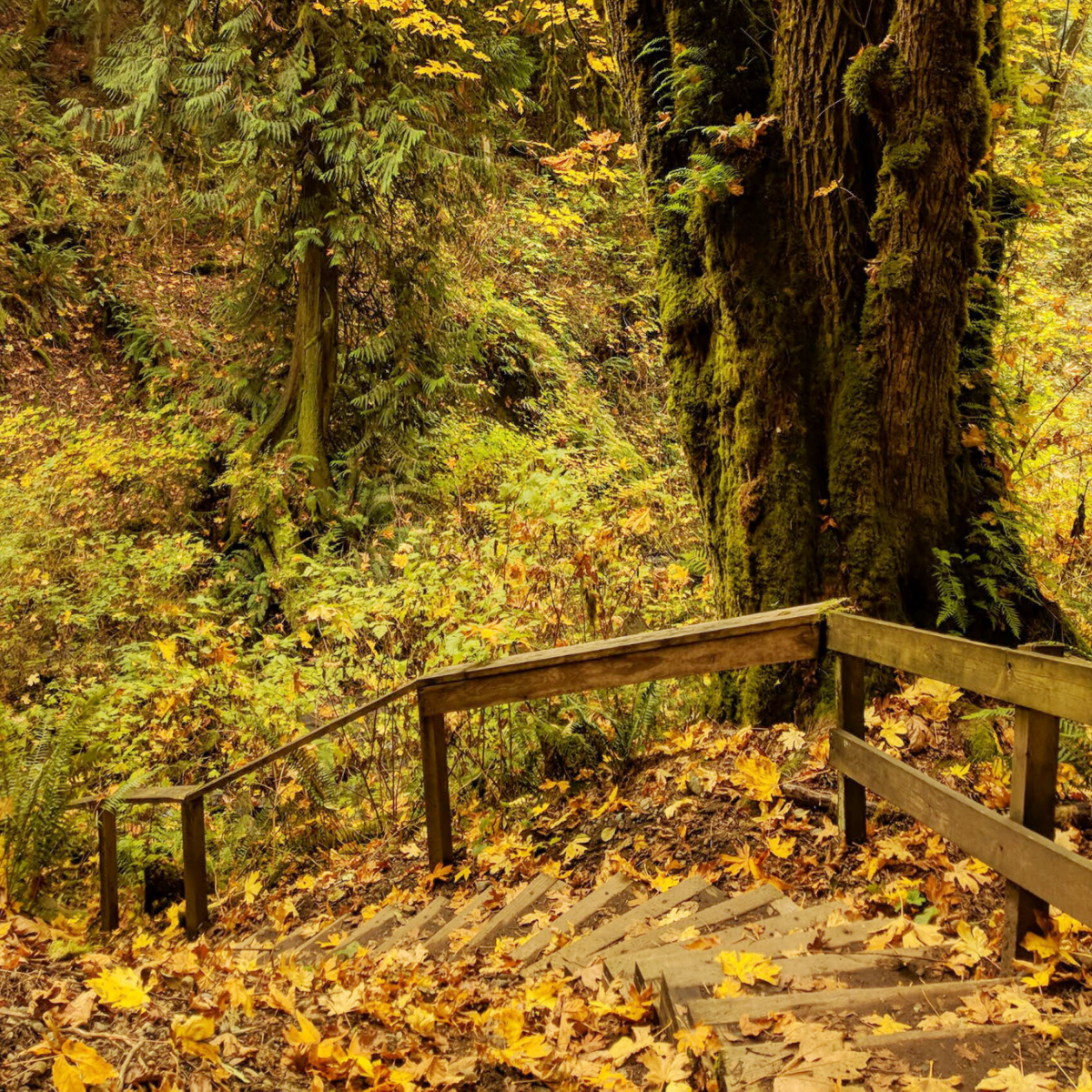 Golden trees at flaming geyser state park in the fall.