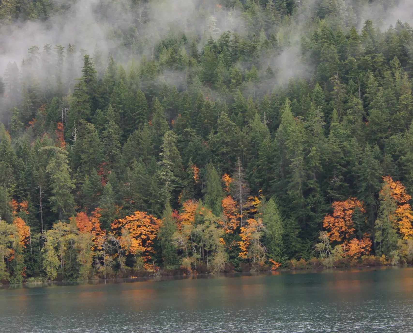 Golden trees on a waterfront in the pnw.